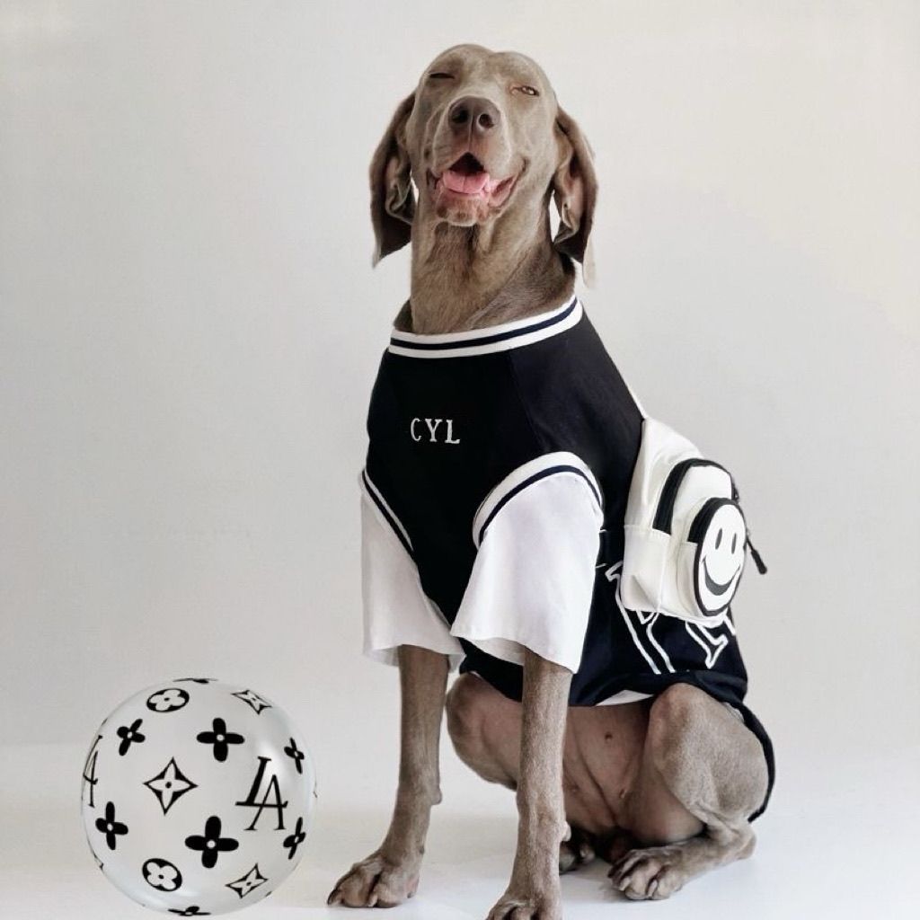 Dog Summer Two Piece Outfit